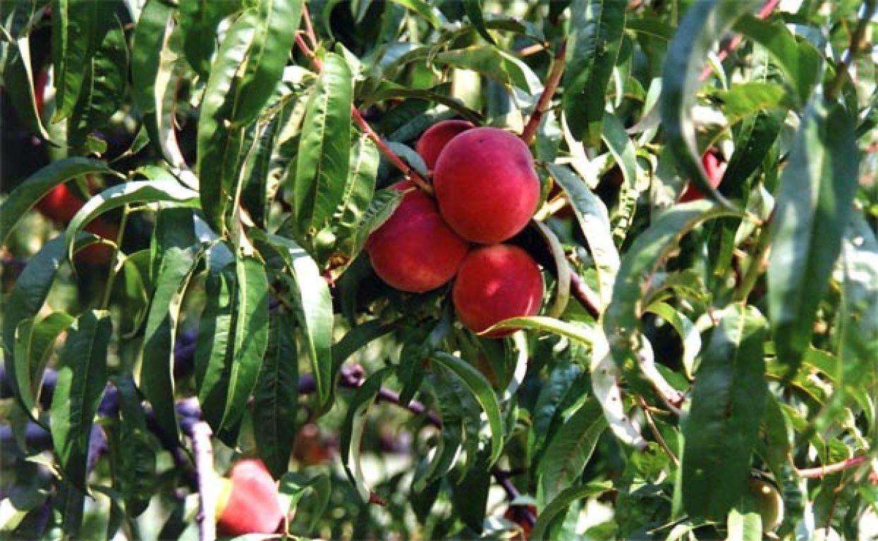 Agriturismo La Biandrina Carpignano Sesia Dış mekan fotoğraf