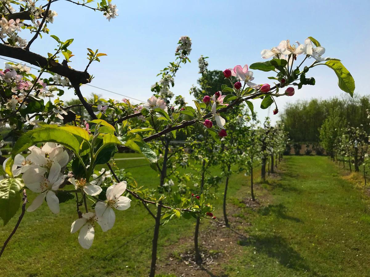 Agriturismo La Biandrina Carpignano Sesia Dış mekan fotoğraf