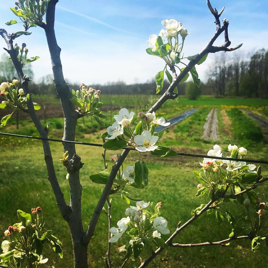 Agriturismo La Biandrina Carpignano Sesia Dış mekan fotoğraf