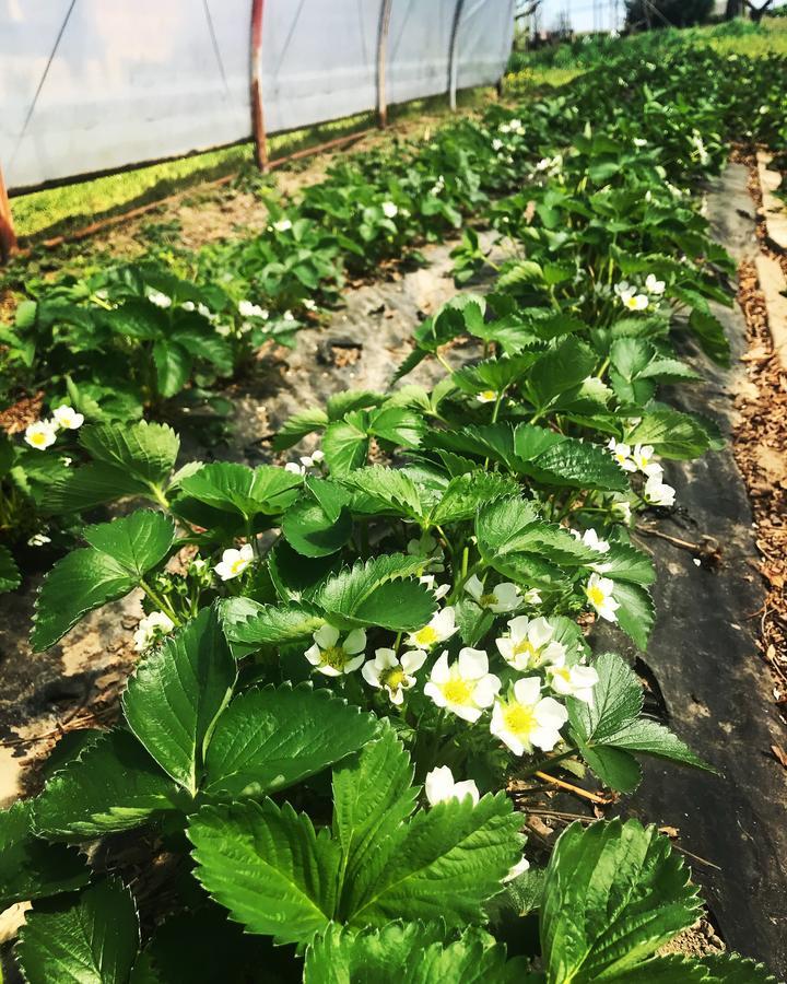 Agriturismo La Biandrina Carpignano Sesia Dış mekan fotoğraf